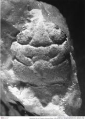 Historisches Foto von Prosopon verrucosum (Reuss, 1858) (NHMW-AFW-GEO-BACHMAYER-FOTO-1990-0041-3756)